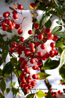 An archival art print of Nandina a Large Pod of Red Berries in the Snow