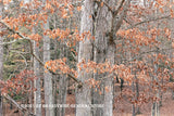 Oak Trees with Brown Winter Leaves art print