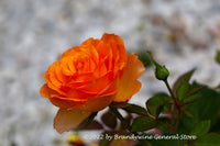 A premium quality botanical art print of Rose an Orange Bloom with a Bud