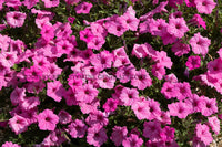 A botanical art print of Petunias in a Sea of Pink