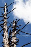 A premium quality art print of Pine Snags Moving Over for Big Cloud