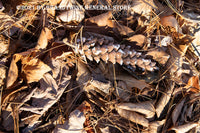 Art print of a Solitary Pine Cone in a bed of dried leaves and pine needles