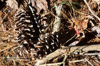 A fine art landscape print of Pine cones, Twigs, Needles and Last Leaf of Fall