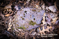 Art print of Purple and White Speckled Rock laying in a bed of Swirling leaves on the forest floor