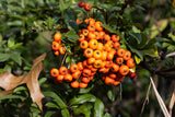 A botanical art print of Pyracantha Berries in Full Sunshine