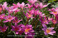 A premium quality botanical art print of Rain Lilies in Full Bloom in the Sunshine