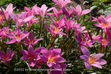 A premium quality botanical art print of Rain Lilies in Full Bloom in the Sunshine