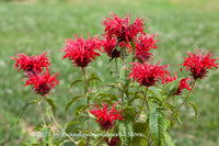 A premium quality botanical art print of Bee Balm Red Blooms at Grass Edge for sale by Brandywine General Stor