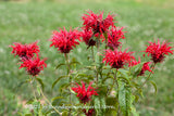 A premium quality botanical art print of Bee Balm Red Blooms at Grass Edge