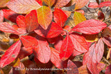 A premium quality art print of Red Wild Blueberry Bush Resembling Poinsettia flowers