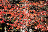A premium quality art print of Red Fall Leaves in a Ghostly Web