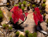 An archival art print of Red Maple Sapling Sharing a Rock with Moss for sale by Brandywine General Store