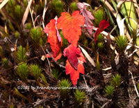 An archival art print of Red Fall Sapling Among the Green Mosses