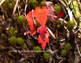 An archival art print of Red Fall Sapling Among the Green Mosses for sale by Brandywine General Store