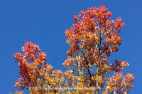 A premium quality art print of Red and Yellow Fall Leaves in the Blue Sky