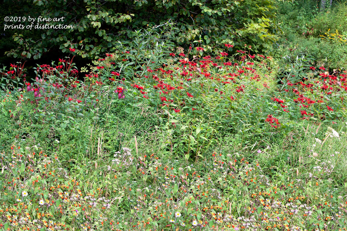 A premium print of Crimson Bee Balm with Orange and White Wild Flowers