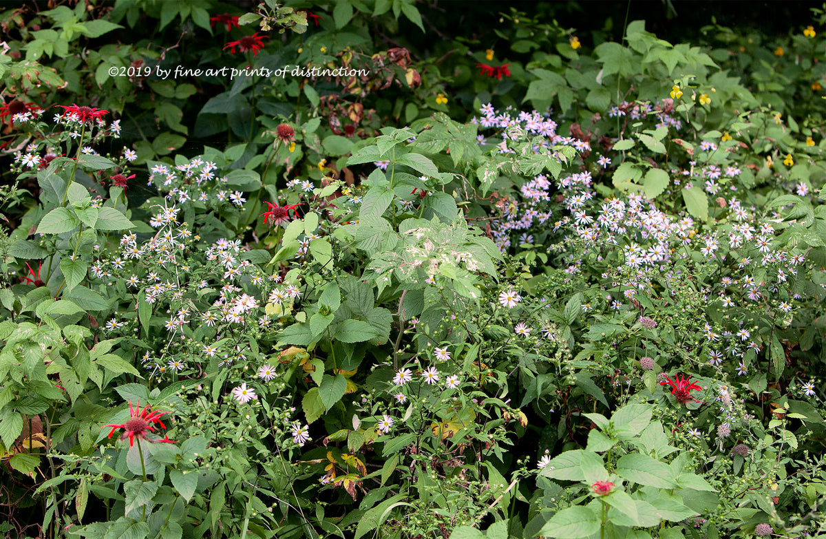 An art print of Red, White and Yellow wild flowers on the top of Spruce Knob WV