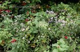 An art print of Red, White and Yellow wild flowers on the top of Spruce Knob WV