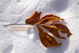 An art print of Refusing to Yield to Winter showing a group of yellow oak leaves laying on the snow