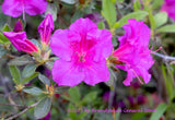 An art print of Rhododendron Blooms a Front and Side View