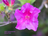 Rhododendron a Single Pink Bloom in Oil showing a bright pink flower with added oil painting effects 
