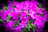 An art print of Rhododendron a Bouquet of Bright Blooms