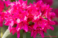 An art print of Rhododendron Double Blooms in Fluorescent Pinks showing the flowers under a bright sun