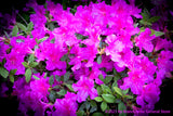 An art print of Rhododendron a Bouquet of Bright Blooms for sale by Brandywine General Store
