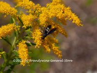 A premium quality art print of Scoliid Wasp on Yellow Ironweed for sale by Brandywine General Store