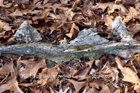 Art print of Ship sailing through the Barren Leaves which is a piece of petrified wood resembling a ship