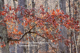 An art print of Single Branch of Deep Reddish Brown Oak Leaves for sale by Brandywine General Store