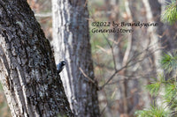 An art print of Small Blue Woodpecker on Oak Tree