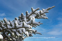 An art print of Small Pine Tree Falling in the Snow