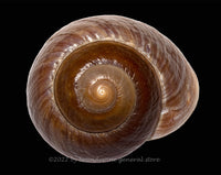 An archival art print of Snail Shell Seashell in shades of brown with almost perfect swirl