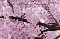 A Botanical art print of Weeping Cherry Tree Blossoms a Full Mat