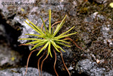 An art print of a Spider Plant Climbing out of the Chasm