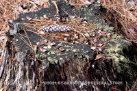 Squirrel's Supper Table art print showing a stump covered with acorn shells in the deep woods