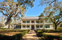 An art print of Rosedown Manor on Cotton Plantation in St. Francisville, Louisiana