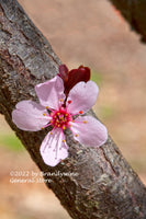 An archival Botanical Print of Thundercloud Plum a Single Blossom on the Branch