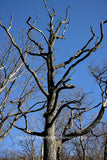 A fine art print of Top of a Dead Oak Tree Still a Commanding Presence
