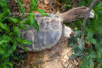 A premium quality art print of Turtle with Age Trying to Hide in the Woods