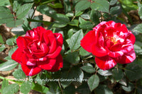 A premium quality botanical art print of Two Red and White Striped Roses for sale by Brandywine General Store