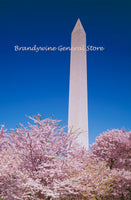A fine art print of the Washington Monument Surrounded by Cherry Trees