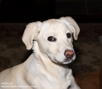 A portrait of an inquisitive looking white Labrador pup