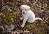 White Golden Retriever on First Walk in the Woods art print