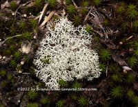 An archival botanical art print of White Lichen Among the Green Moss