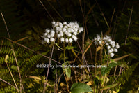 A premium quality art print of White Wildflowers Among Ferns and Dried Grasses for sale by Brandywine General Store