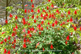 A premium quality art print of the Wild Eastern Red Columbine along River Bank