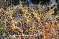 A premium quality art print of Fall Ferns in Rock Garden at Dusk