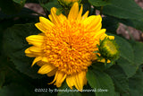 A premium quality botanical art print of Yellow Sunflower with Buds